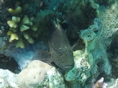 Paracirrhites forsteri