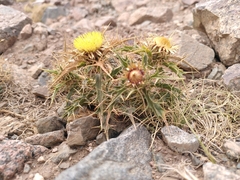Carlina brachylepis
