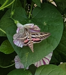 Hyles lineata