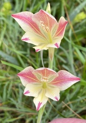 Gladiolus
