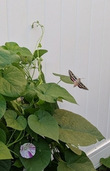 Hyles lineata