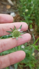 Knautia integrifolia