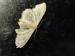 Idaea eugeniata