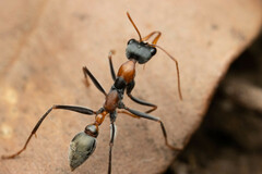 Myrmecia nigrocincta