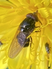 Rhingia