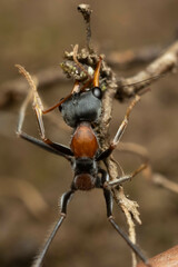 Myrmecia nigrocincta