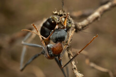 Myrmecia nigrocincta