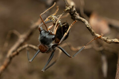 Myrmecia nigrocincta