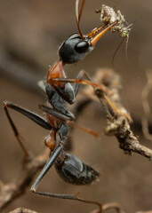 Myrmecia nigrocincta