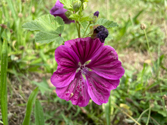 Malva sylvestris