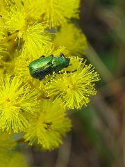 Diphucephala