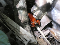 Oophaga pumilio