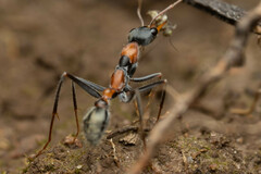 Myrmecia nigrocincta