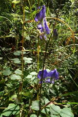 Aconitum volubile
