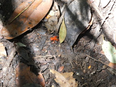 Oophaga pumilio