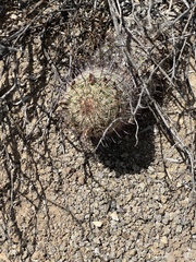 Mammillaria grahamii