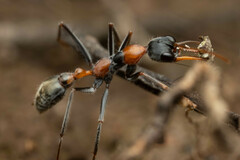 Myrmecia nigrocincta