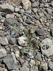 Euphorbia capitellata