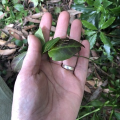 Vincetoxicum barbatum