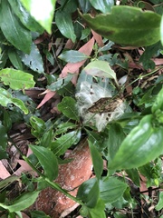 Vincetoxicum barbatum