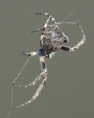 Larinioides sclopetarius