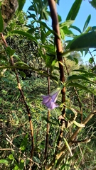 Tripterospermum lanceolatum