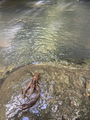 Macrobrachium faustinum