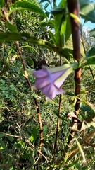 Tripterospermum lanceolatum