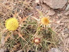 Carlina brachylepis