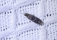 Hydroptilidae