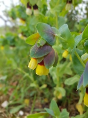 Cerinthe major