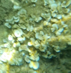 Padina pavonica