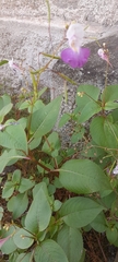 Impatiens balfourii