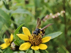 Cerceris rybyensis