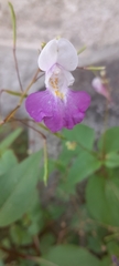 Impatiens balfourii