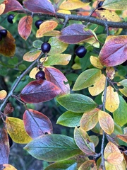 Cotoneaster lucidus