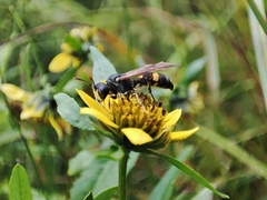 Cerceris rybyensis