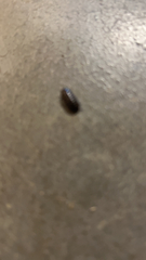 Armadillidium vulgare