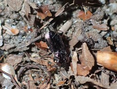 Notiophilus biguttatus