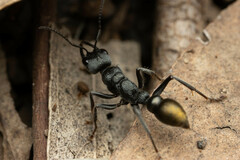 Myrmecia gilberti
