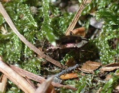 Notiophilus biguttatus