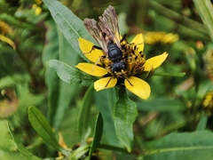 Cerceris rybyensis