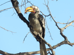 Tockus leucomelas leucomelas