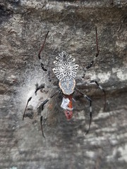 Herennia multipuncta