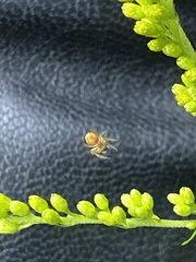 Araniella displicata