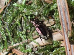 Notiophilus biguttatus