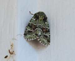 Lacinipolia implicata
