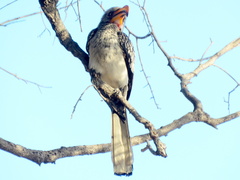 Tockus leucomelas leucomelas