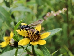 Cerceris rybyensis