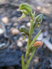 Pterostylis occulta